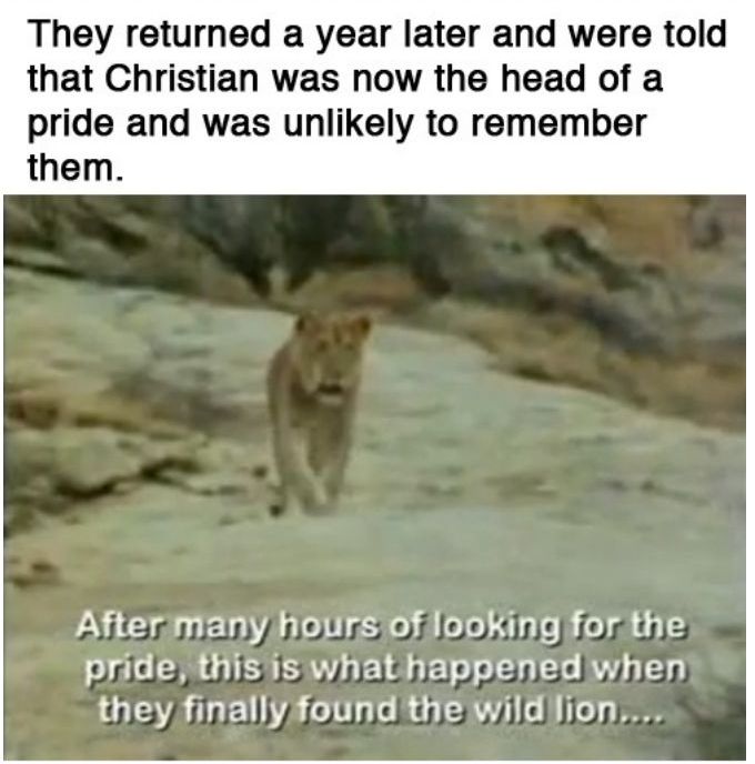 You Will Never Look At Animals The Same Way Again (39 pics)