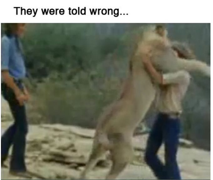 You Will Never Look At Animals The Same Way Again (39 pics)