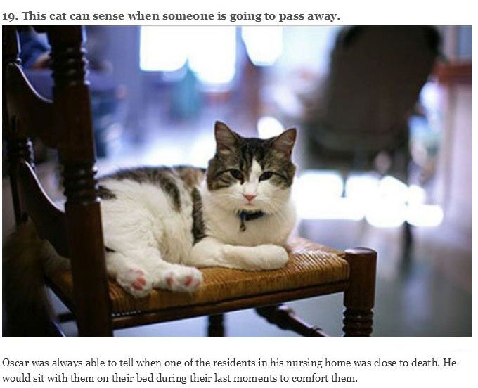 You Will Never Look At Animals The Same Way Again (39 pics)