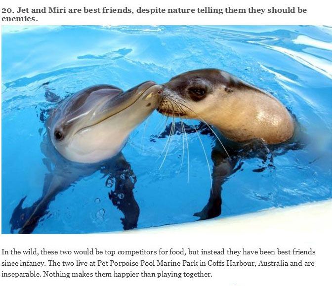 You Will Never Look At Animals The Same Way Again (39 pics)