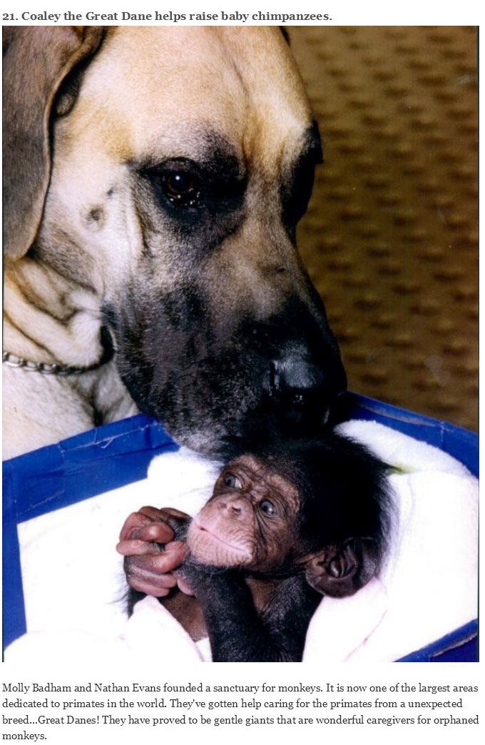 You Will Never Look At Animals The Same Way Again (39 pics)