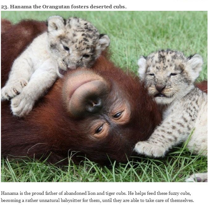You Will Never Look At Animals The Same Way Again (39 pics)
