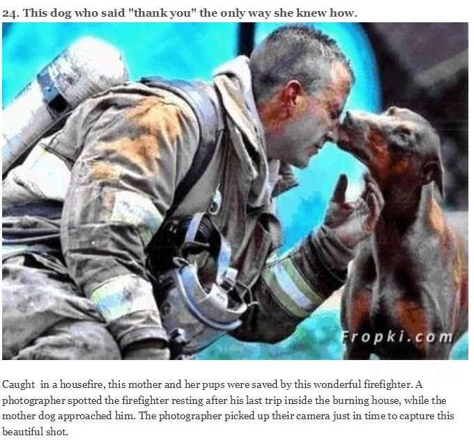 You Will Never Look At Animals The Same Way Again (39 pics)