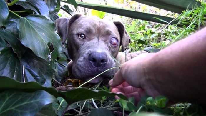 This Dog Was Lost But Now Is Found (5 pics)