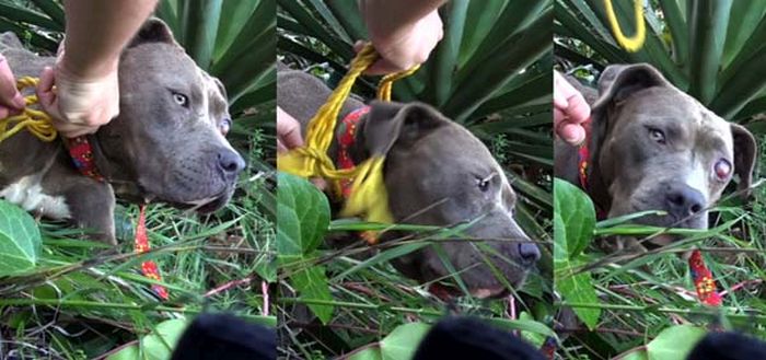 This Dog Was Lost But Now Is Found (5 pics)