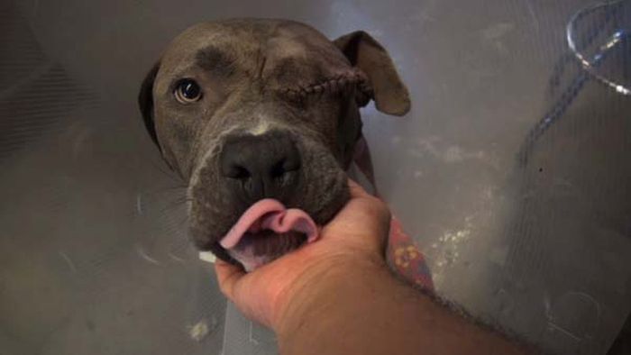 This Dog Was Lost But Now Is Found (5 pics)