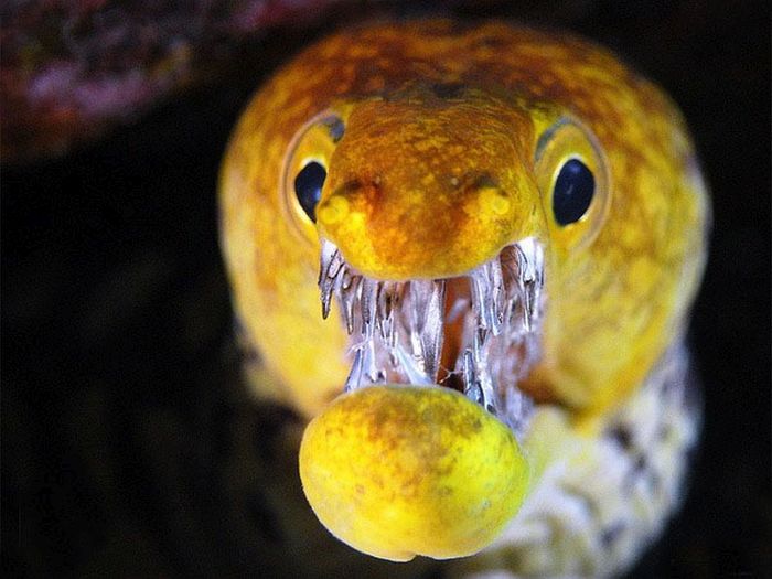 These Eels Will Haunt Your Dreams (5 pics)