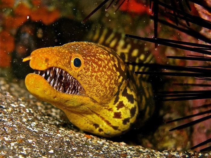 These Eels Will Haunt Your Dreams (5 pics)