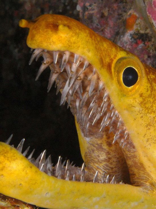 These Eels Will Haunt Your Dreams (5 pics)