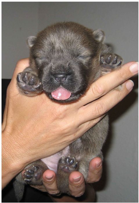 Watch This Animal Evolve From Puppy To Full Grown Dog (8 pics)