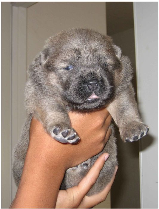 Watch This Animal Evolve From Puppy To Full Grown Dog (8 pics)