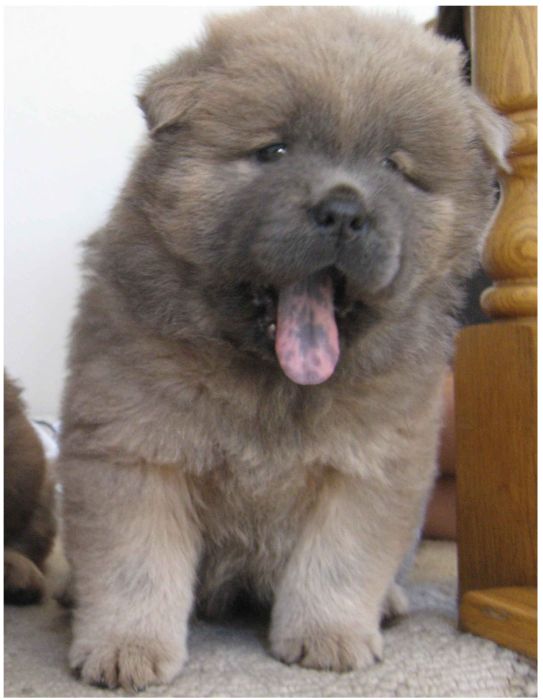 Watch This Animal Evolve From Puppy To Full Grown Dog (8 pics)