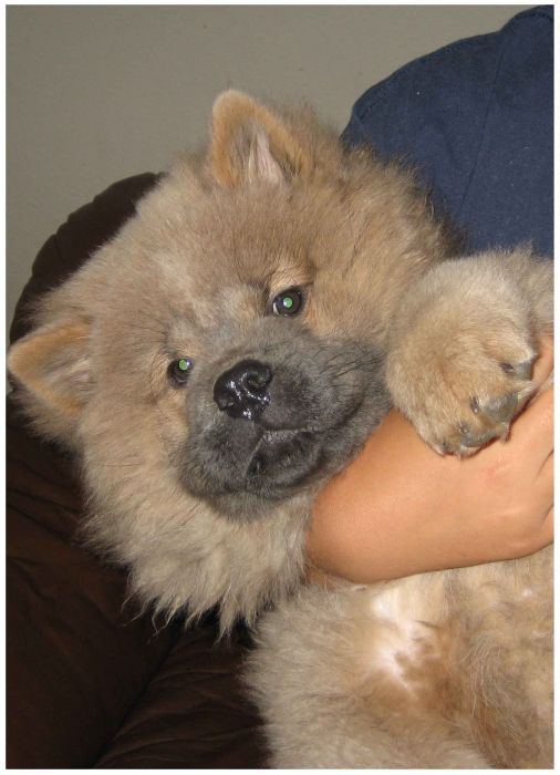 Watch This Animal Evolve From Puppy To Full Grown Dog (8 pics)