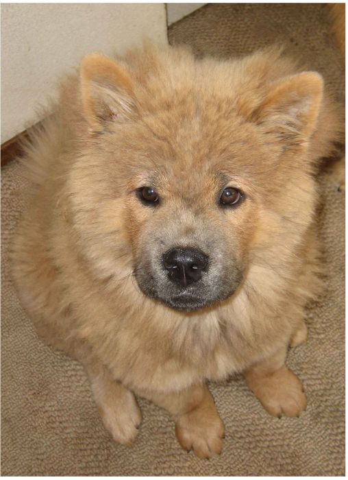 Watch This Animal Evolve From Puppy To Full Grown Dog (8 pics)
