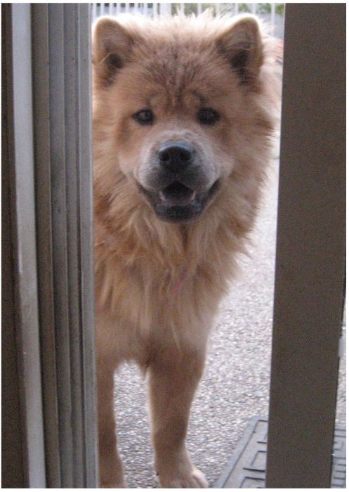 Watch This Animal Evolve From Puppy To Full Grown Dog (8 pics)