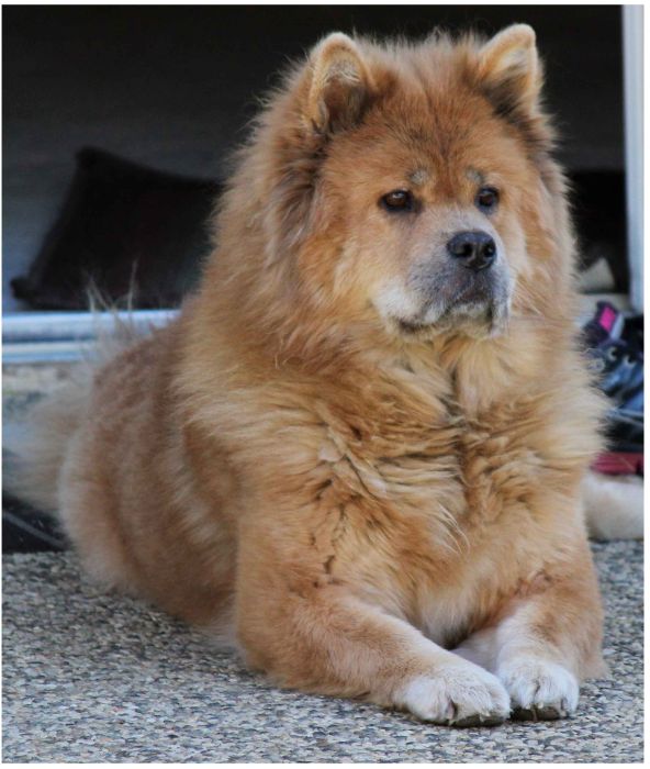 Watch This Animal Evolve From Puppy To Full Grown Dog (8 pics)