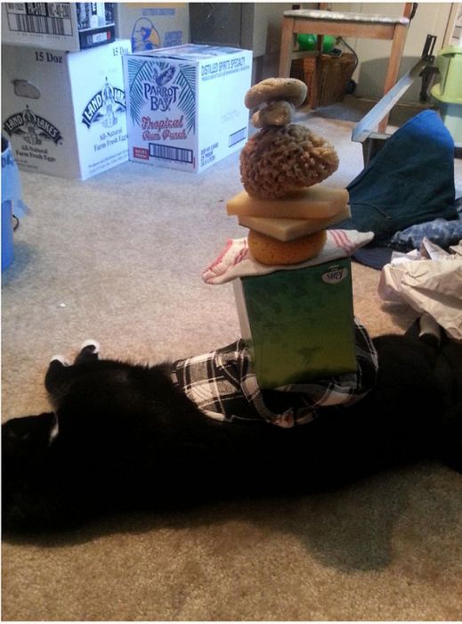 How Many Items Can You Stack On A Lazy Cat (9 pics)