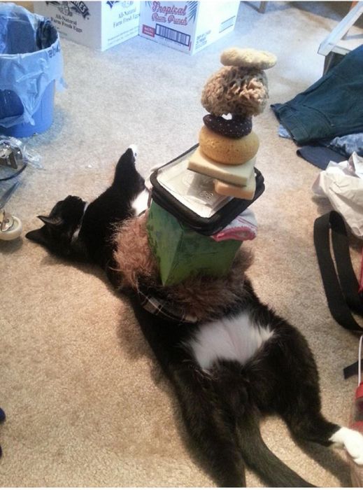 How Many Items Can You Stack On A Lazy Cat (9 pics)