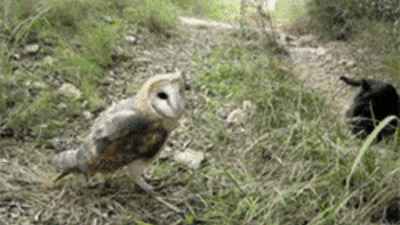 Acid Gifdump, June 05, 2014 (25 gifs)