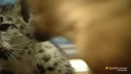 Acid Gifdump, June 05, 2014 (25 gifs)