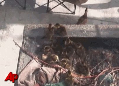 Acid Gifdump, June 05, 2014 (25 gifs)