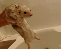 Acid Gifdump, June 05, 2014 (25 gifs)
