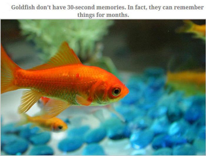Feed Your Brain With These Awesome Facts (35 pics)