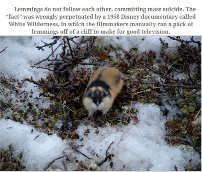 Feed Your Brain With These Awesome Facts (35 pics)
