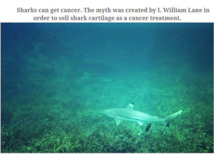 Feed Your Brain With These Awesome Facts (35 pics)