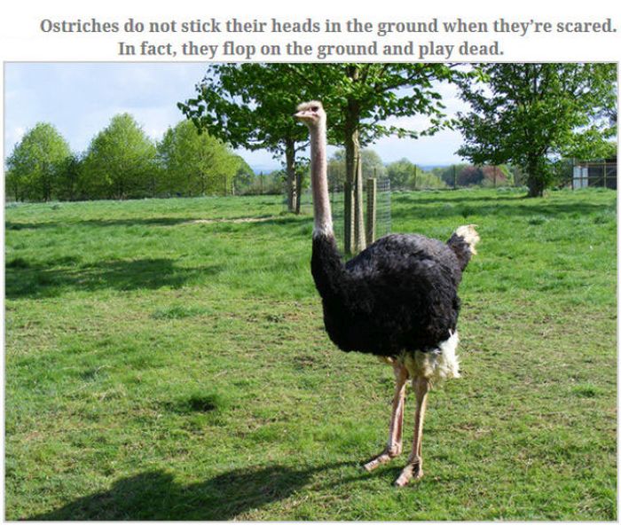 Feed Your Brain With These Awesome Facts (35 pics)