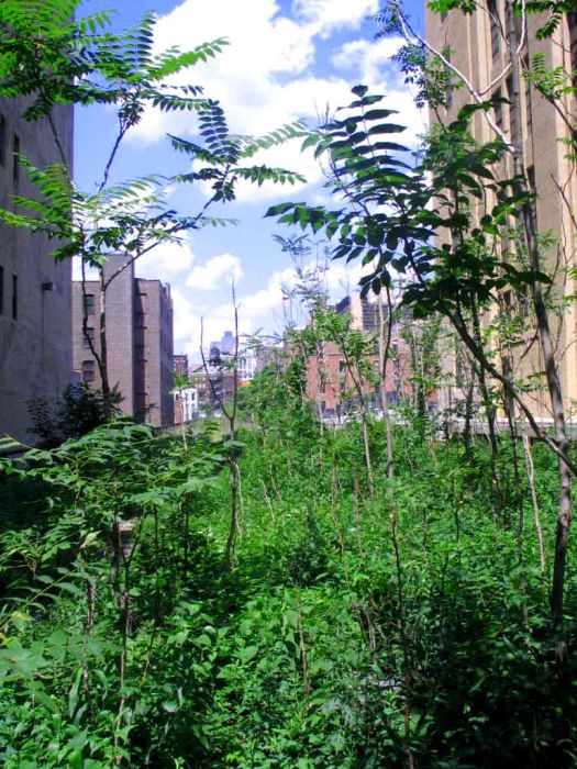 Photos Of The High Line Abandoned Railway (55 pics)