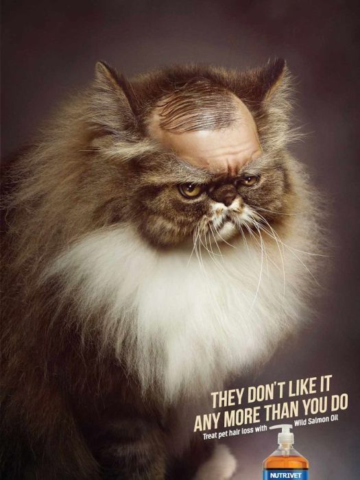 These Animals Take These Print Ads From Boring To Epic (55 pics)