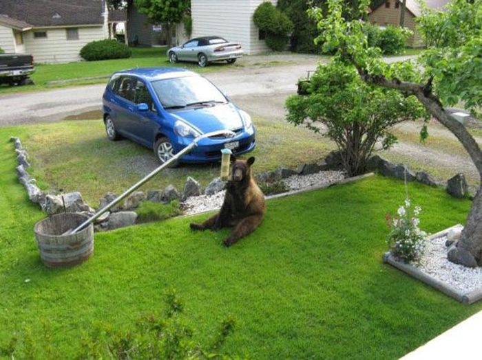 Animals Who Do What They Want (41 pics)