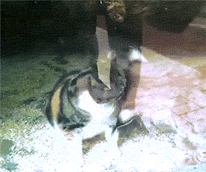 Acid Gifdump, June 09, 2014 (25 gifs)