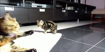 Acid Gifdump, June 09, 2014 (25 gifs)