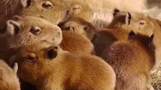 Acid Gifdump, June 09, 2014 (25 gifs)