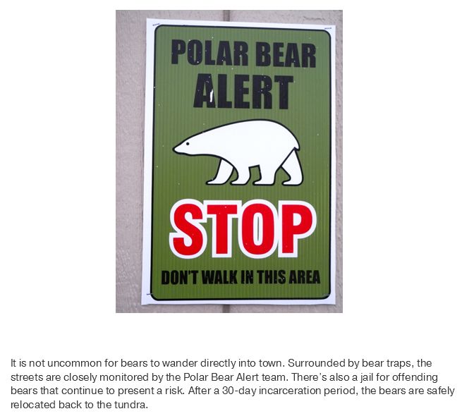 What Life Is Like In The Polar Bear Capital Of The World (17 pics)