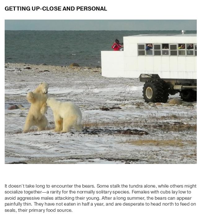 What Life Is Like In The Polar Bear Capital Of The World (17 pics)