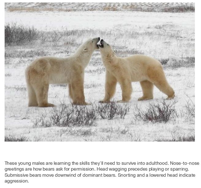 What Life Is Like In The Polar Bear Capital Of The World (17 pics)