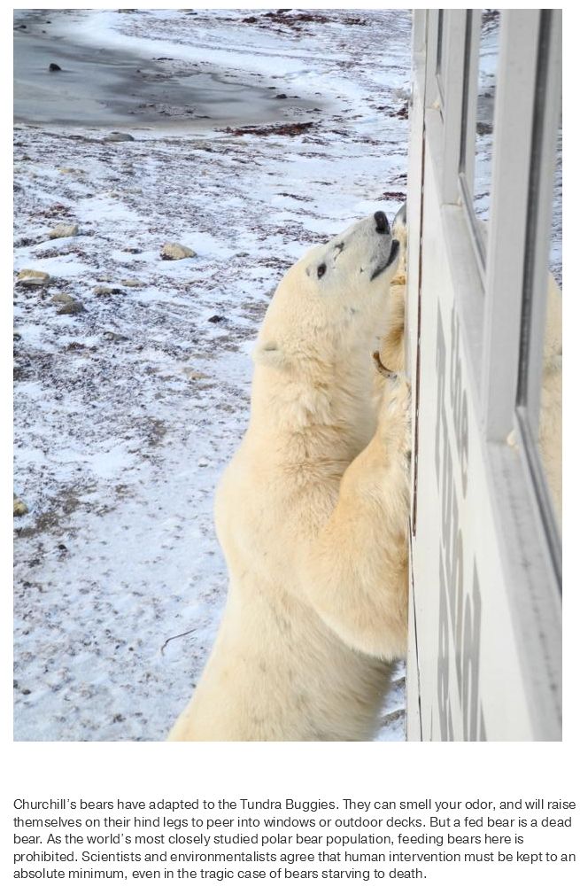 What Life Is Like In The Polar Bear Capital Of The World (17 pics)