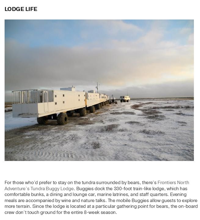 What Life Is Like In The Polar Bear Capital Of The World (17 pics)