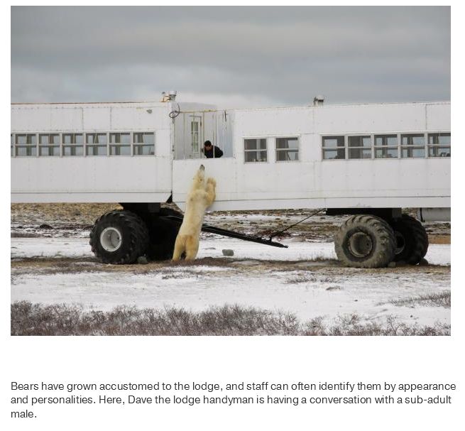 What Life Is Like In The Polar Bear Capital Of The World (17 pics)