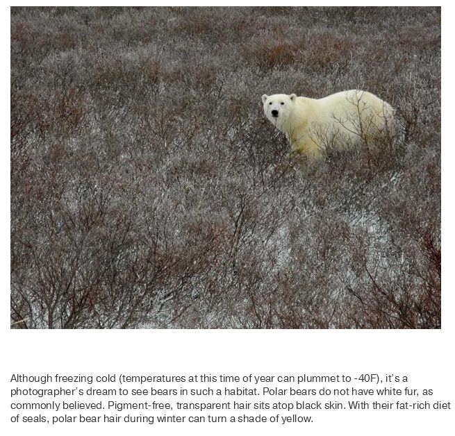 What Life Is Like In The Polar Bear Capital Of The World (17 pics)