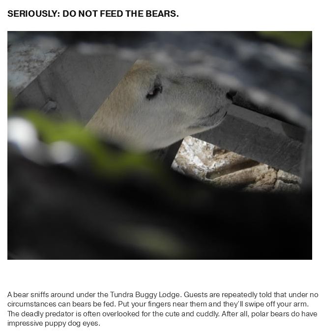 What Life Is Like In The Polar Bear Capital Of The World (17 pics)