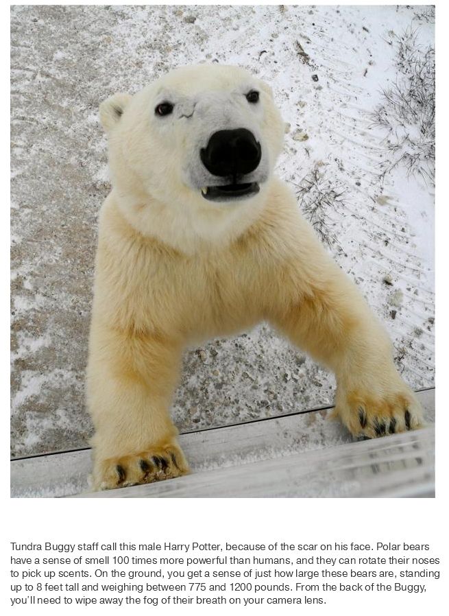 What Life Is Like In The Polar Bear Capital Of The World (17 pics)