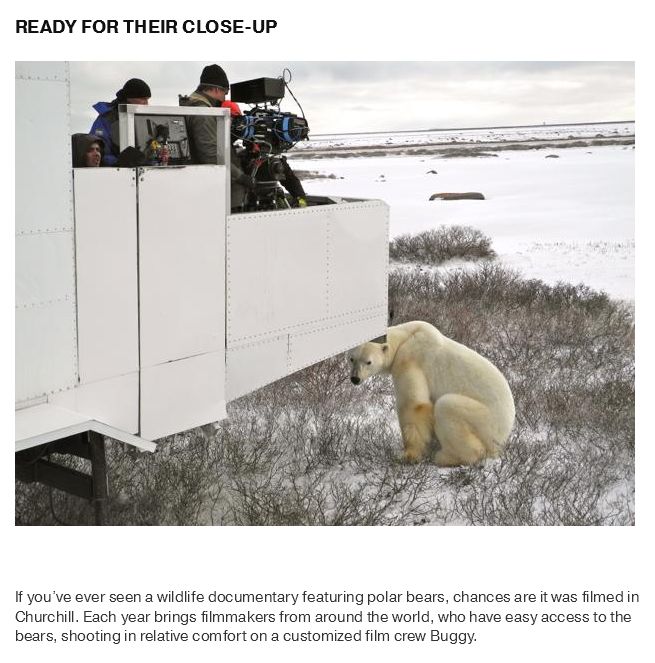 What Life Is Like In The Polar Bear Capital Of The World (17 pics)