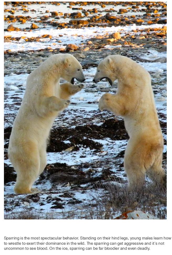 What Life Is Like In The Polar Bear Capital Of The World (17 pics)