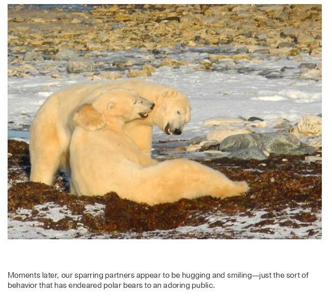 What Life Is Like In The Polar Bear Capital Of The World (17 pics)