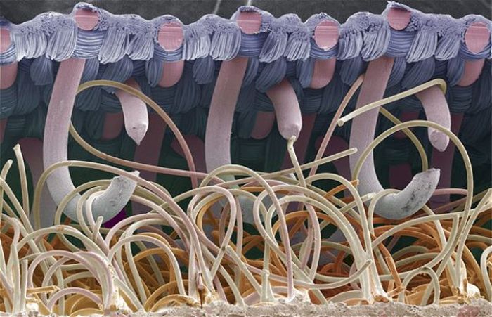 Random Things Through An Electron Microscope (21 pics)