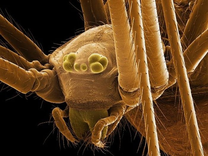 Random Things Through An Electron Microscope (21 pics)